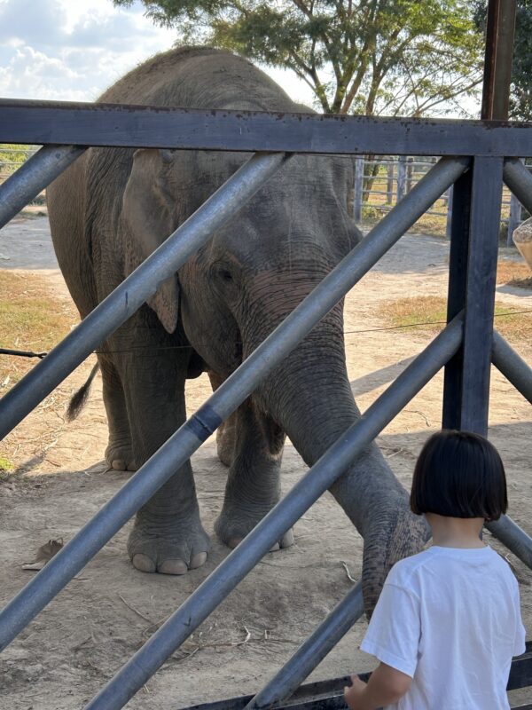 Elephants, gibbons and bears, oh my! – Day 111 – Dec 22, 2025